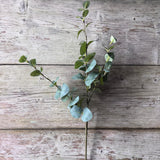 Small Eucalyptus Stem