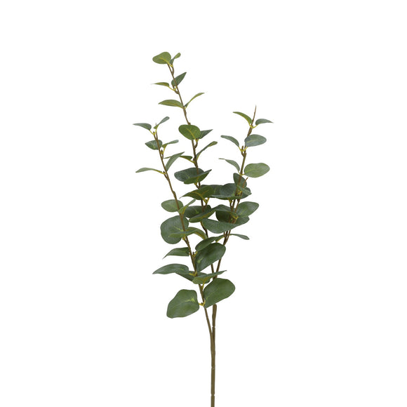 Small Eucalyptus Stem