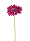 Gerbera Stem - Hot Pink