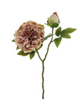 Dried Touch Open Peony - Nude & Pink