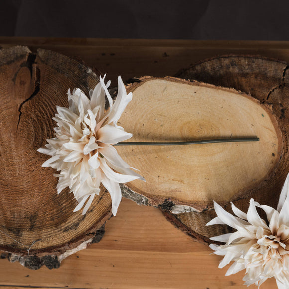 Cafe Au Lait Dahlia