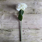 Cream French Hydrangea