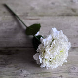 Cream French Hydrangea