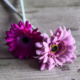 Gerbera Stem - Hot Pink