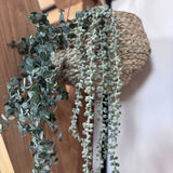 Trailing Faux String of Pearls