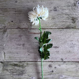 Spikey Mum Flower - Ivory