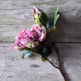 Dried Touch Open Peony - Nude & Pink