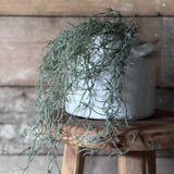 Trailing Faux Tillandsia
