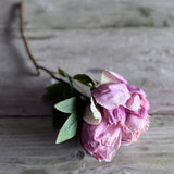 Dried Touch Closed Peony - Nude & Pink