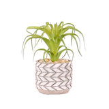 Faux Tilandsia Plant Succulent - light
