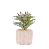 Faux Peperomia Plant Succulent
