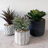 Faux Peperomia Plant Succulent