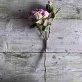 Dried Touch Open Peony - Nude & Pink