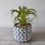 Faux Tilandsia Plant Succulent - light