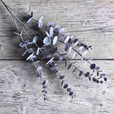 Blush Eucalyptus Stem