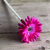 Gerbera Stem - Hot Pink
