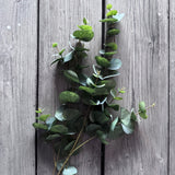 Eucalyptus Stem