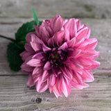 Monarch Dahlia