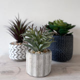 Faux Peperomia Plant Succulent