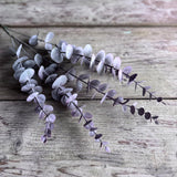 Blush Eucalyptus Stem