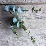 Small Eucalyptus Stem