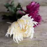 Spikey Mum Flower - Ivory