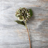 Hydrangea Chloris Stem