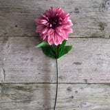 Monarch Dahlia