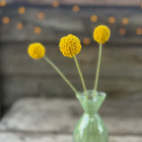 Billy Buttons Faux Stems - 3 bunch