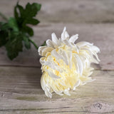 Spikey Mum Flower - Ivory