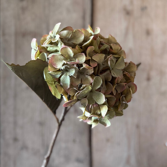 Single Green Hydrangea Stem