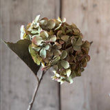 Single Green Hydrangea Stem