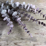 Blush Eucalyptus Stem