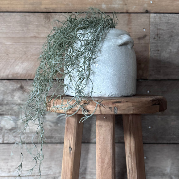 Trailing Faux Tillandsia