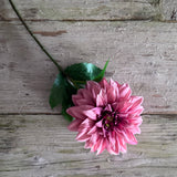 Monarch Dahlia