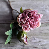 Dried Touch Open Peony - Nude & Pink