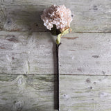 Dried Touch Ruffled Hydrangea - Oyster