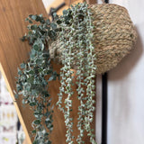 Trailing Faux String of Pearls