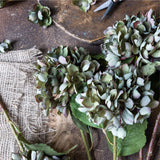 Hydrangea Chloris Stem