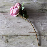 Dried Touch Closed Peony - Nude & Pink