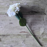 Cream French Hydrangea