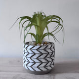 Faux Tilandsia Plant Succulent - light