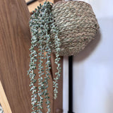 Trailing Faux String of Pearls