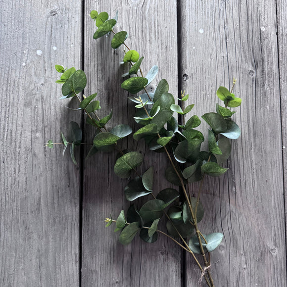 Eucalyptus Stem
