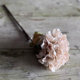 Dried Touch Ruffled Hydrangea - Oyster