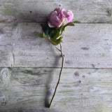 Dried Touch Closed Peony - Nude & Pink