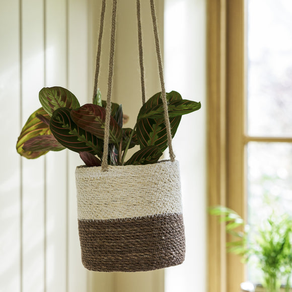 seagrass hanging planter Half Stripe Seagrass Hanging Planter – Camperdown Lane