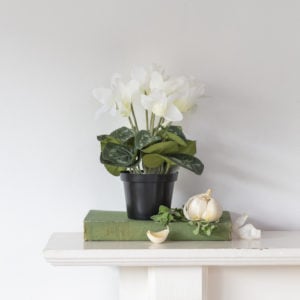 White Cyclamen In Pot