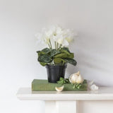 White Cyclamen In Pot