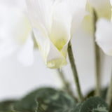 White Cyclamen In Pot